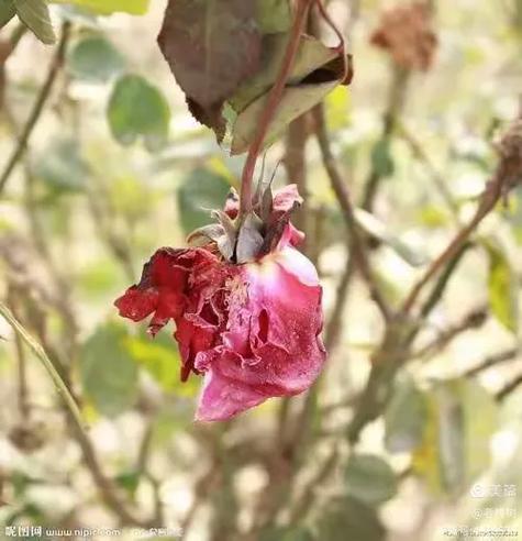 花摇陌缩略图