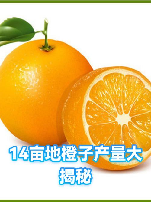 一亩橙子的利润