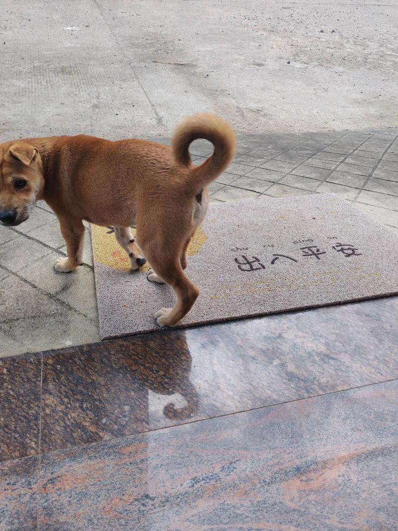 金钱尾的狗有什么寓意截图