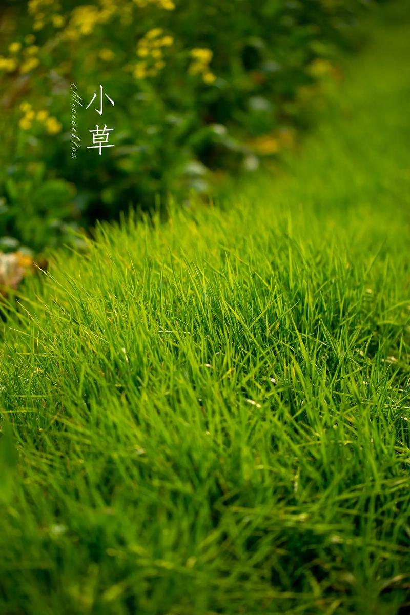我是一棵小草电视剧免费看