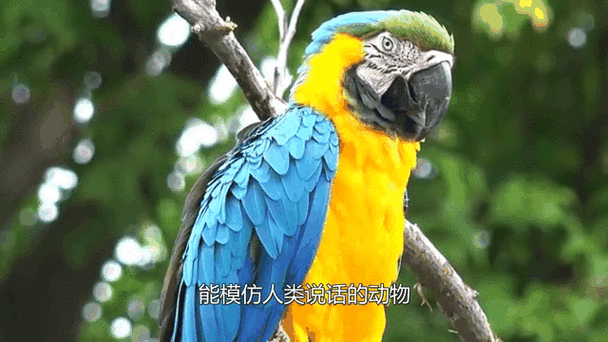 鹦鹉交流论坛