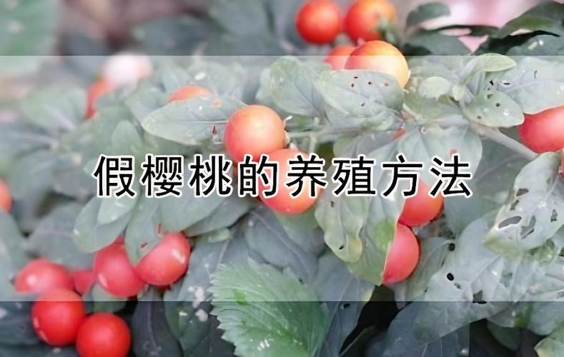 樱桃兼职真的假的缩略图