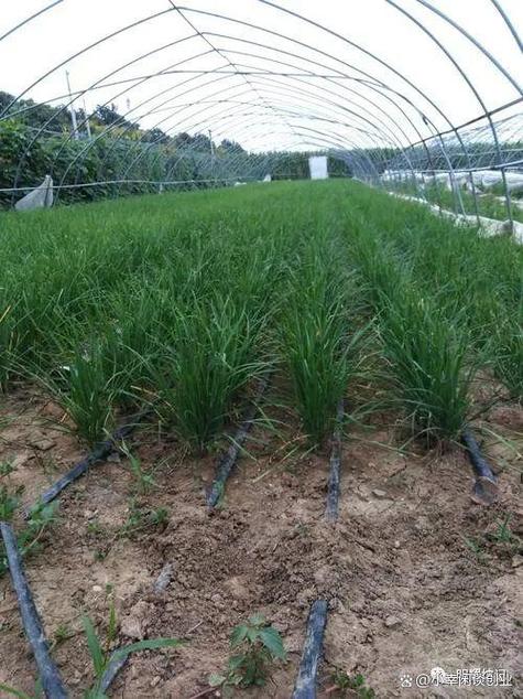 空房种植致富新项目