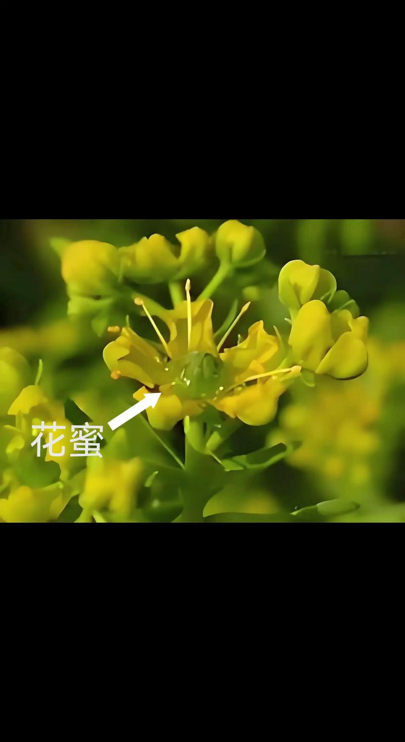 花蜜街类似的试用平台