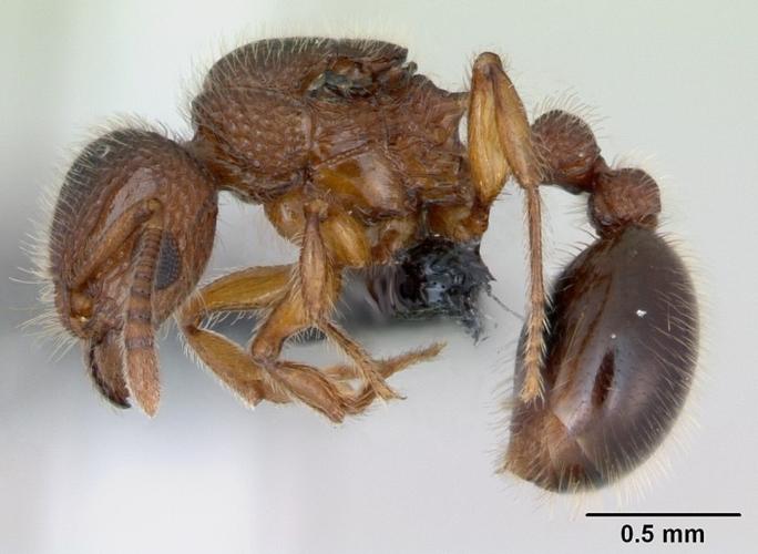 Ant Messenger游戏截图
