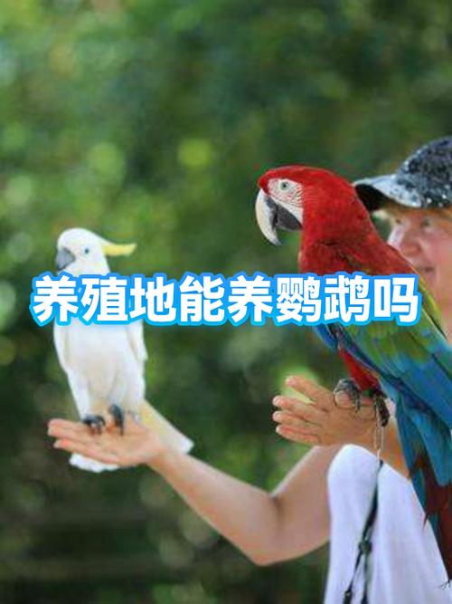 养鹦鹉的十大害处
