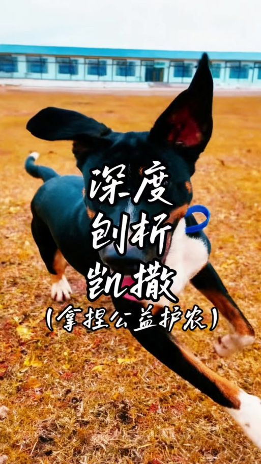 凯撒公益直装游戏截图