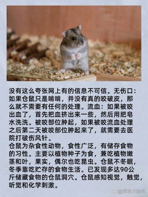 被仓鼠咬了会死吗