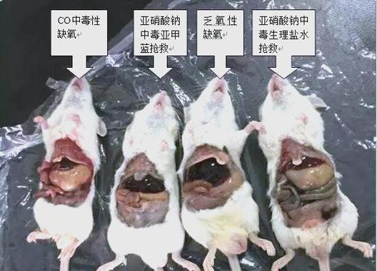 实验小白鼠作品集