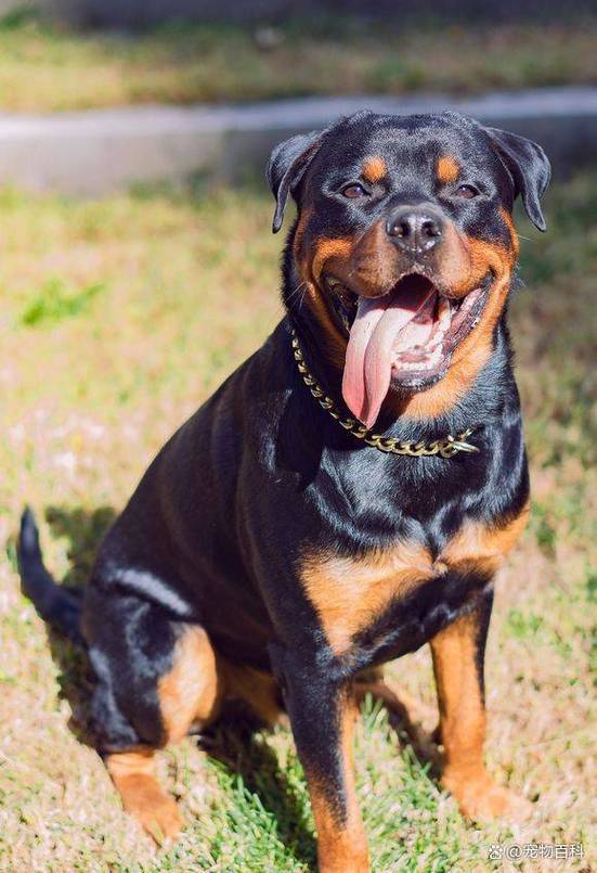 最凶猛的十大恶犬
