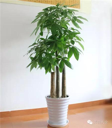 发财树能放在卧室吗