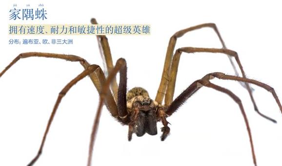 家隅蛛截图