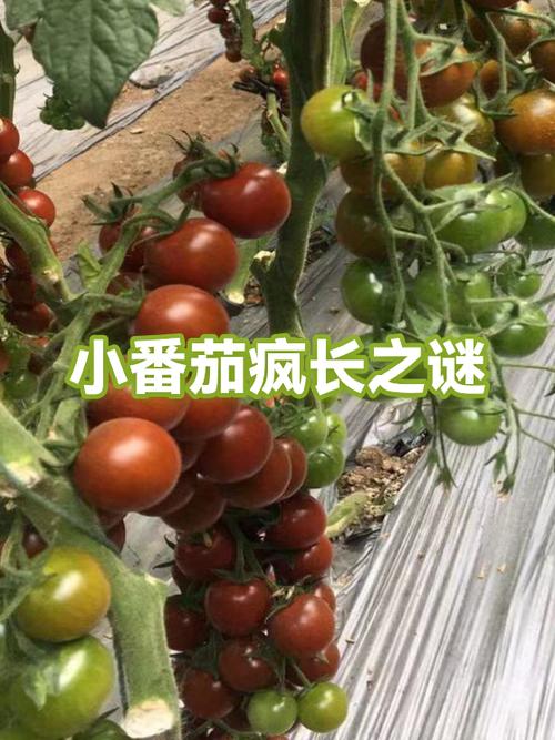 番茄怎么把万小时刷出来