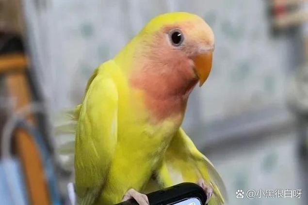 鹦鹉嘴巴发黄怎么回事
