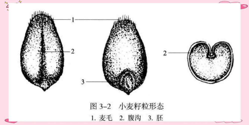 小麦的籽粒是种子吗