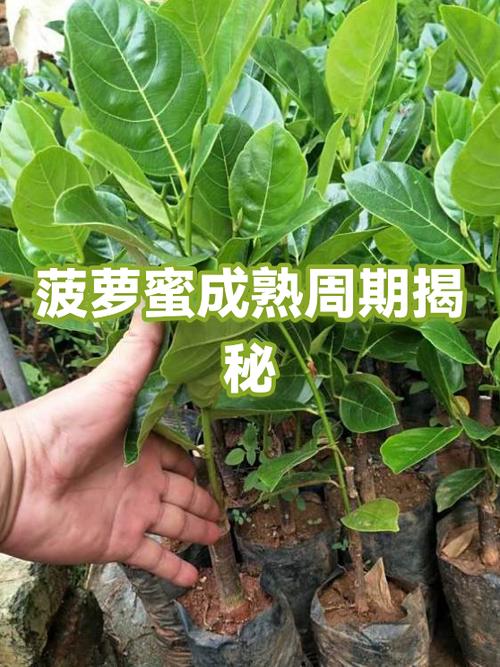 菠萝蜜什么时候成熟