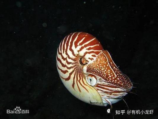 鹦鹉螺什么时候灭绝