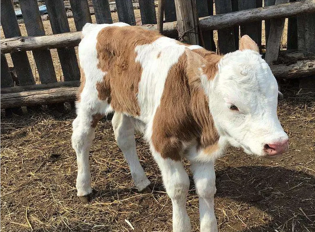 什么的小牛