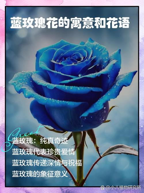 蓝色瑰玖代表什么