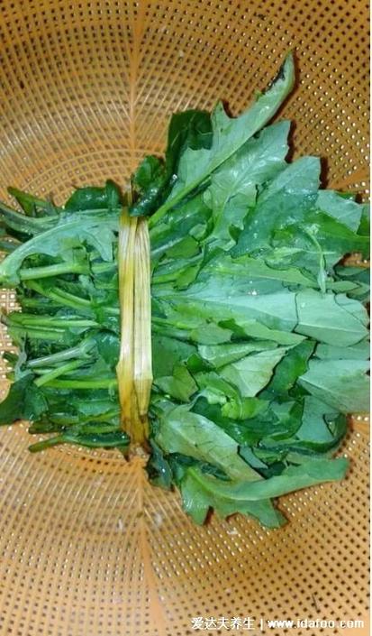 一点红和蒲公英图片
