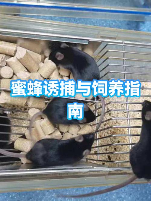 珍妮模组小蜜蜂怎么触发动作图标