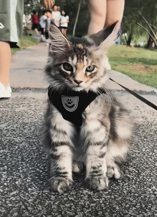 微信叮当养猫游戏截图