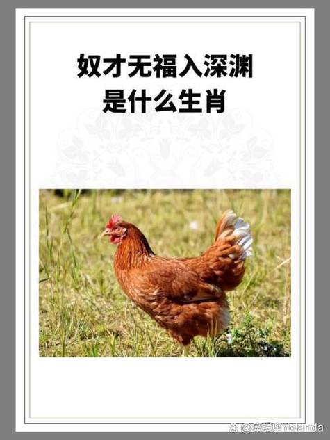 福利鸡是什么意思?