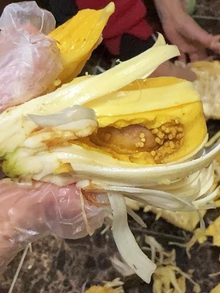 菠萝蜜没有熟挖了一个小洞会不会坏
