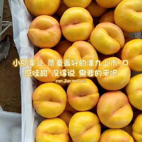 蟠桃价格