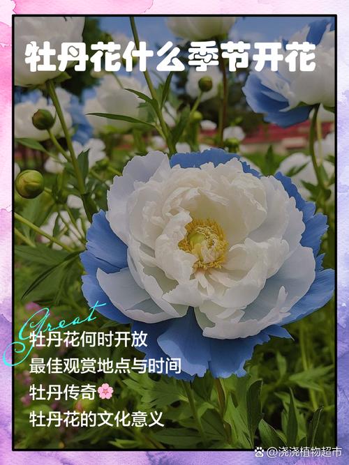 花季公告