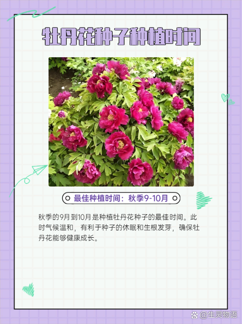 种植观赏牡丹利润