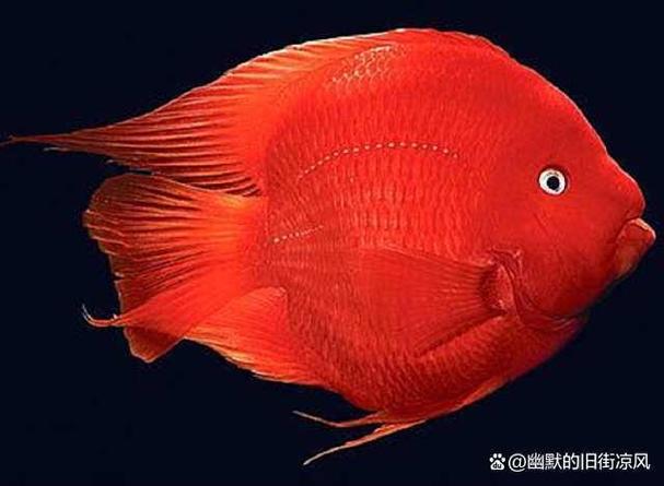 招财鱼多少钱一条60公分