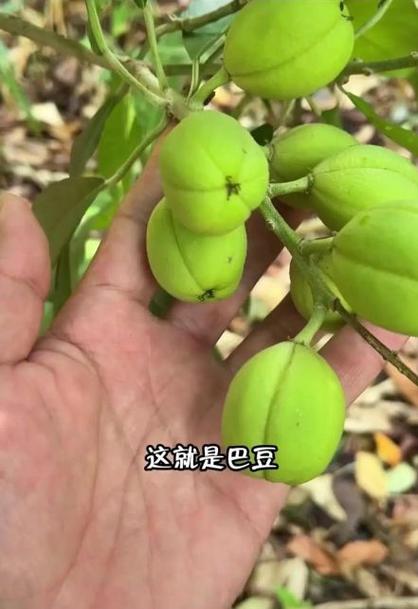 三种人不宜吃巴豆