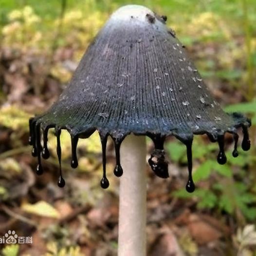 常见的20种蘑菇图片