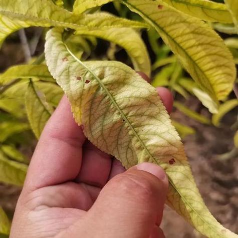 苹果黄化病病症