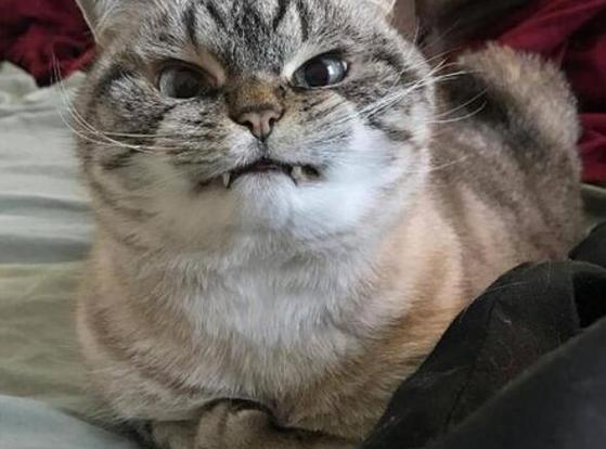 猫咪恨主人的十种表现缩略图