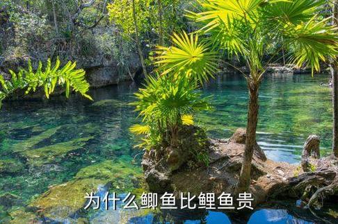为什么鲫鱼竿比鲤鱼竿贵
