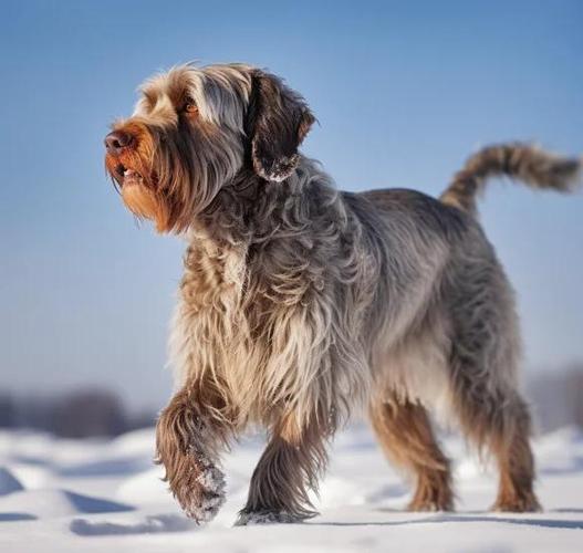 欧洲猎犬