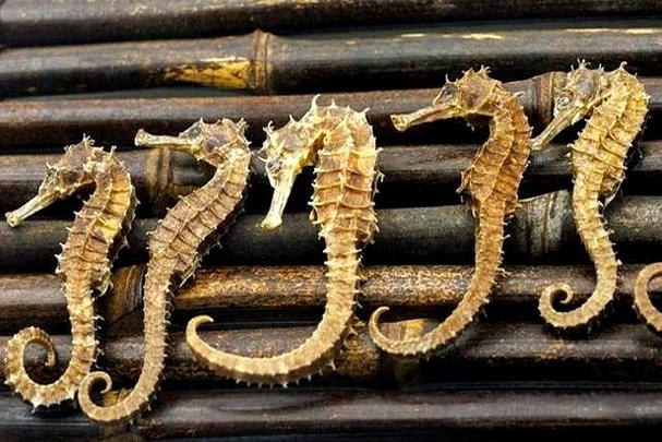 海马怎样吃最补肾壮阳