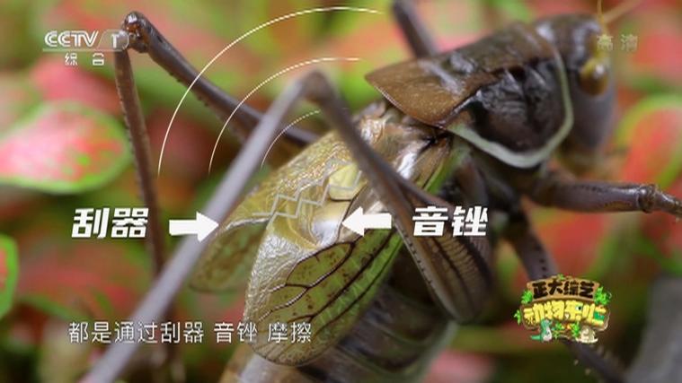 蝈蝈叫声音播放