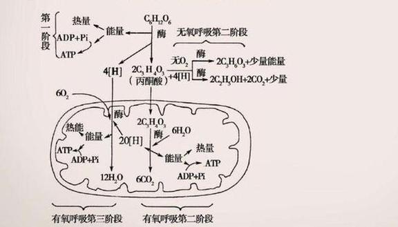 无氧呼吸第二个阶段在哪里