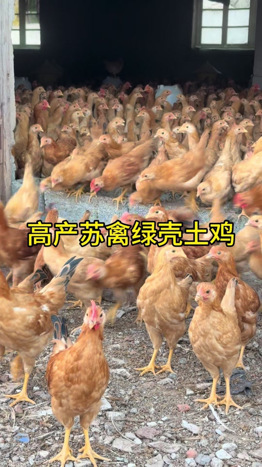 正宗苏禽绿壳鸡图片