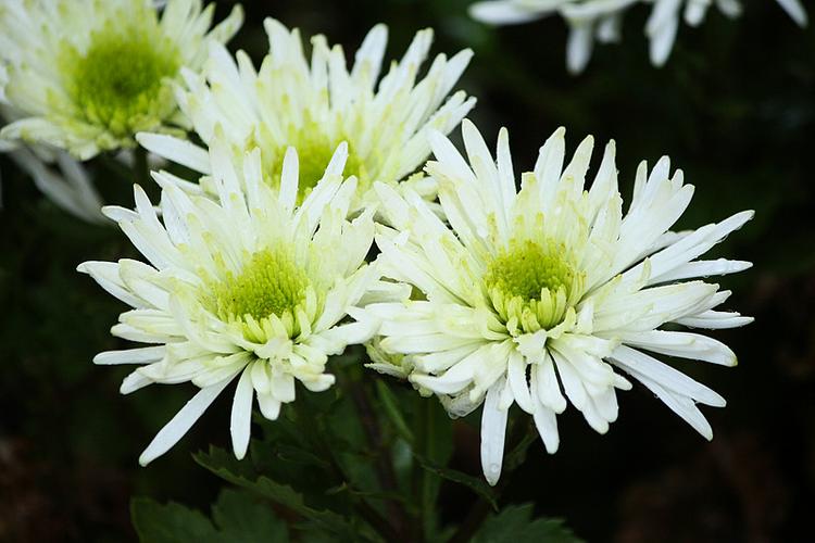 菊菊花缩略图