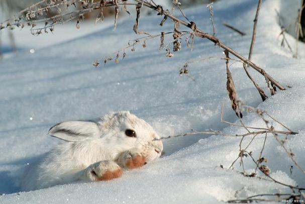 兔子冻了后还能缓过来吗