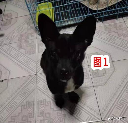 沈阳最大狗市场在哪里