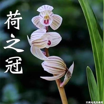荷之冠兰花多少一苗