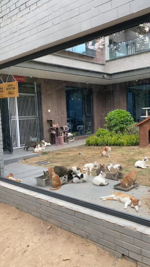 猫咪小院游戏下载