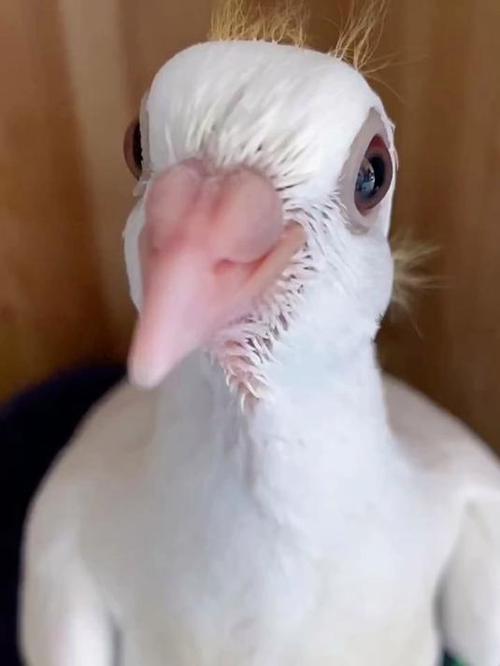 鸽子0天手养教程