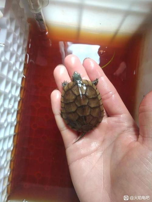 我的火焰龟不爆生长纹