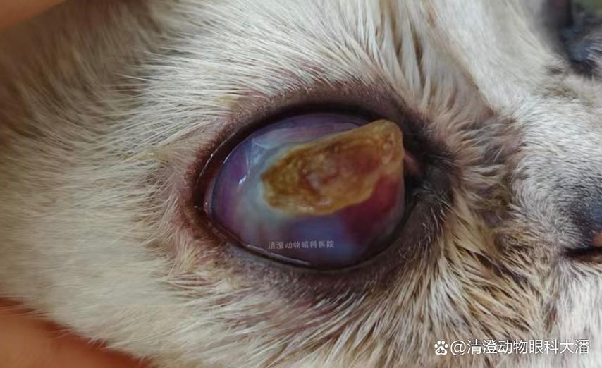 小猫流脓封眼能自愈吗